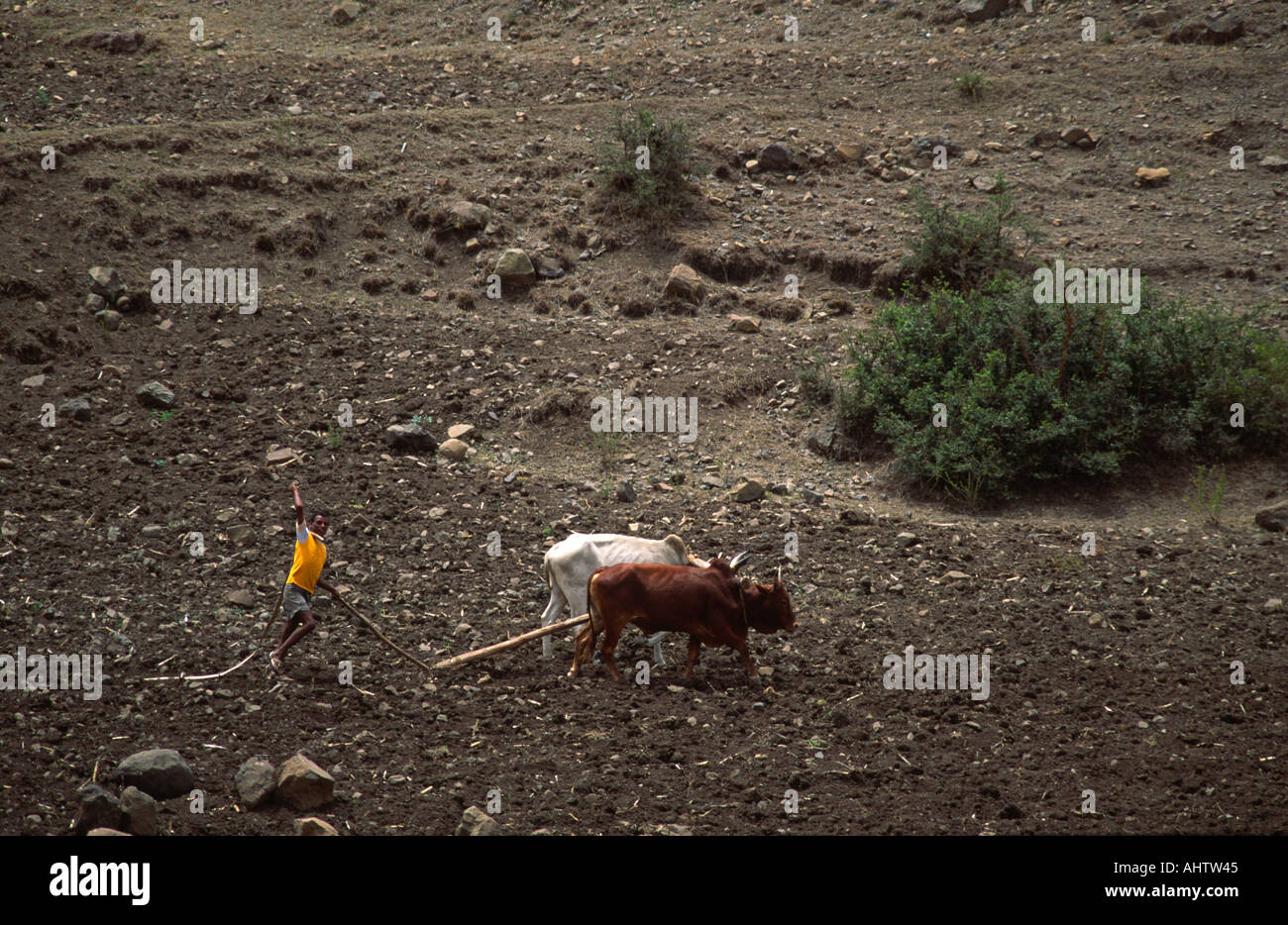 A farmer ploughing a stony hillside with a marasha, a traditional ox-drawn plough. Tigray, Ethiopia Stock Photo