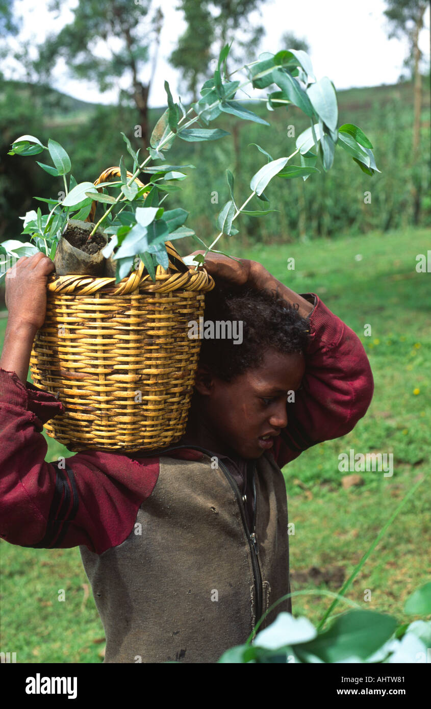 Boy carrying eucalyptus seedlings for planting at a tree nursery on a