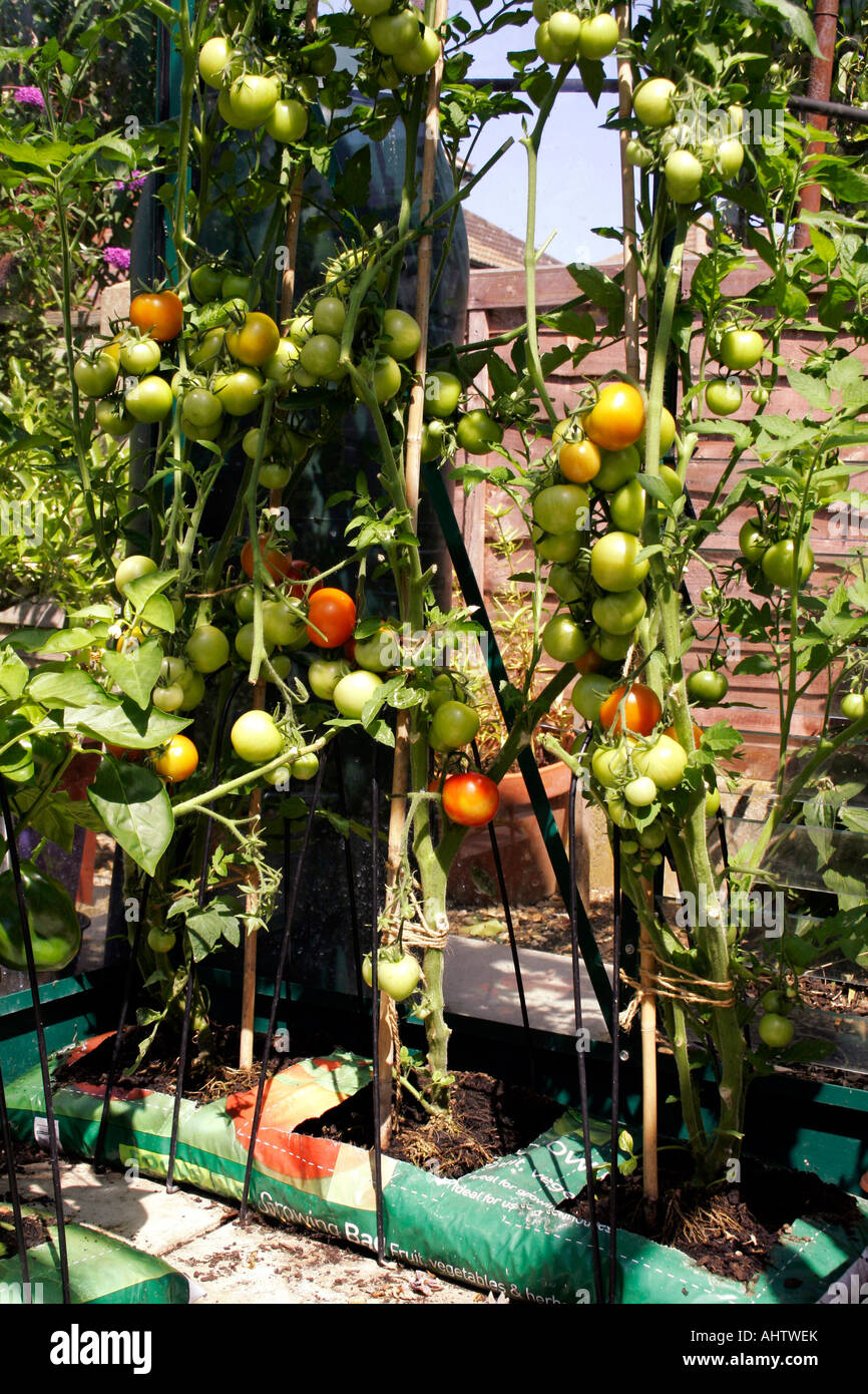 HORTICULTURE. TOMATO MONEYMAKER. LYCOPERSICON. LYCOPERSICUM. GROWING IN A GROWBAG Stock Photo