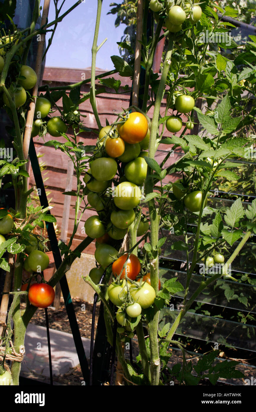 HORTICULTURE. TOMATO MONEYMAKER. LYCOPERSICON. LYCOPERSICUM. GROWING IN A GROWBAG Stock Photo