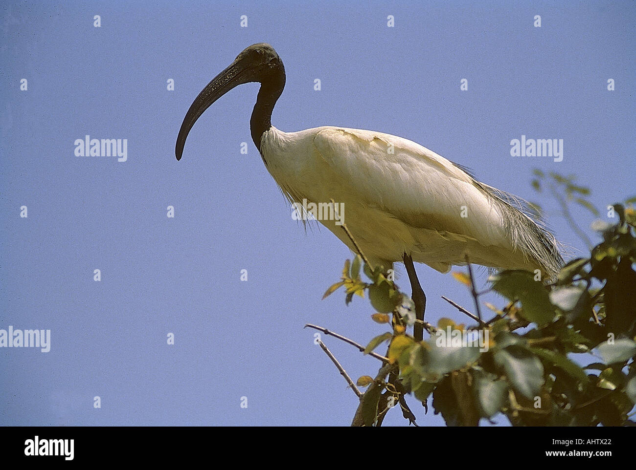 SNA71932 Oriental White Ibis Threskiornis Malanocephalus Ranganthitoo Bird Sanctuary Karnataka India Stock Photo