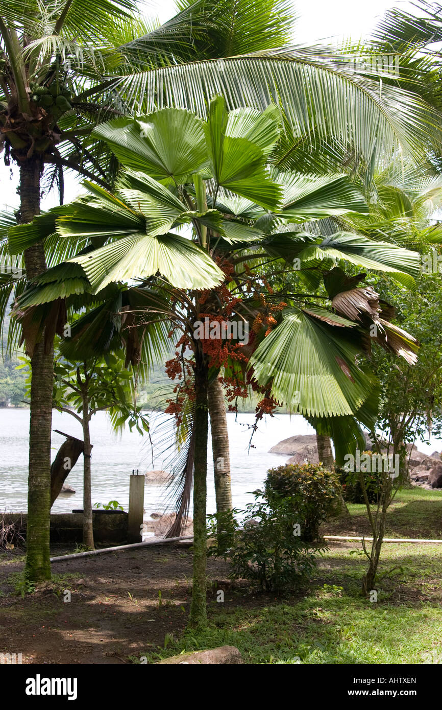 Ruffled Fan Leaf Palm Vanuatau Fan Palm Palas Payung Licuala grandis Native to Australia Stock Photo