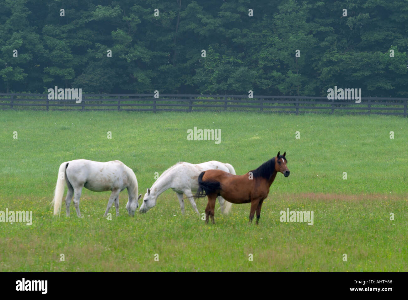 Two white horses and one brown horse in a green pasture Stock Photo Alamy