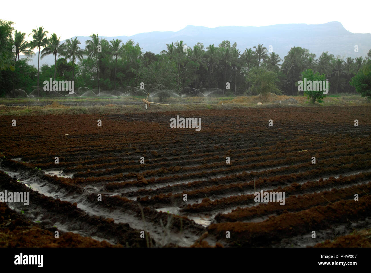 AAD91560 Drip Irrigation farming Neral Maharashtra INDIA Stock Photo