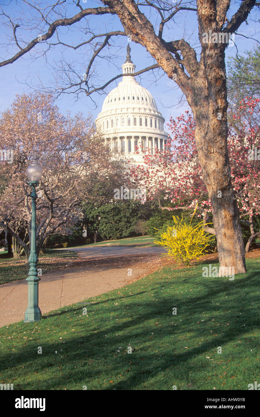 United States Capitol Building Through Cherry Blossoms Washington D C