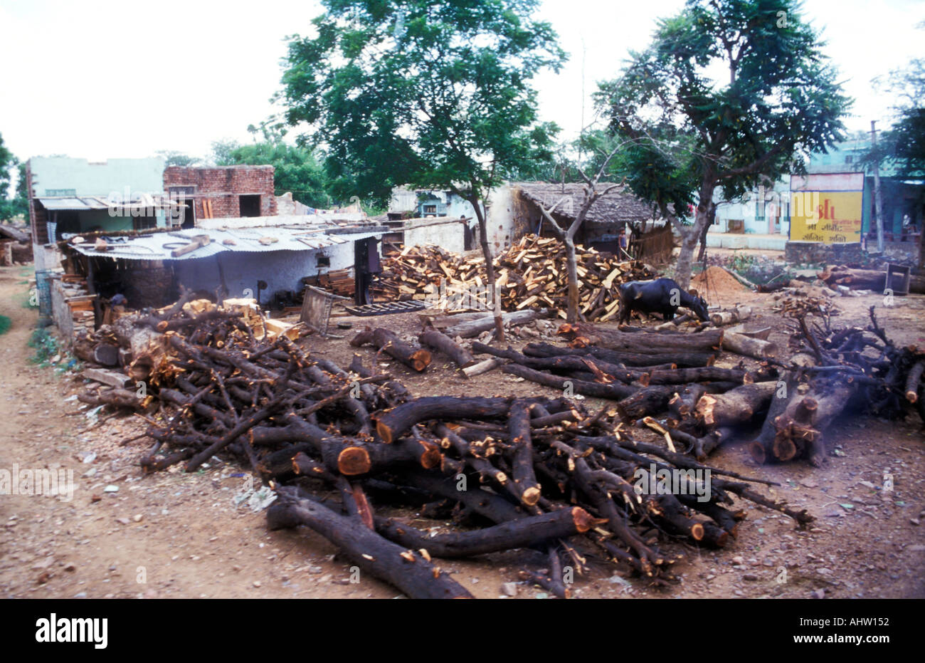 A Lumber yard in India where old and rotten trees are just chipped for