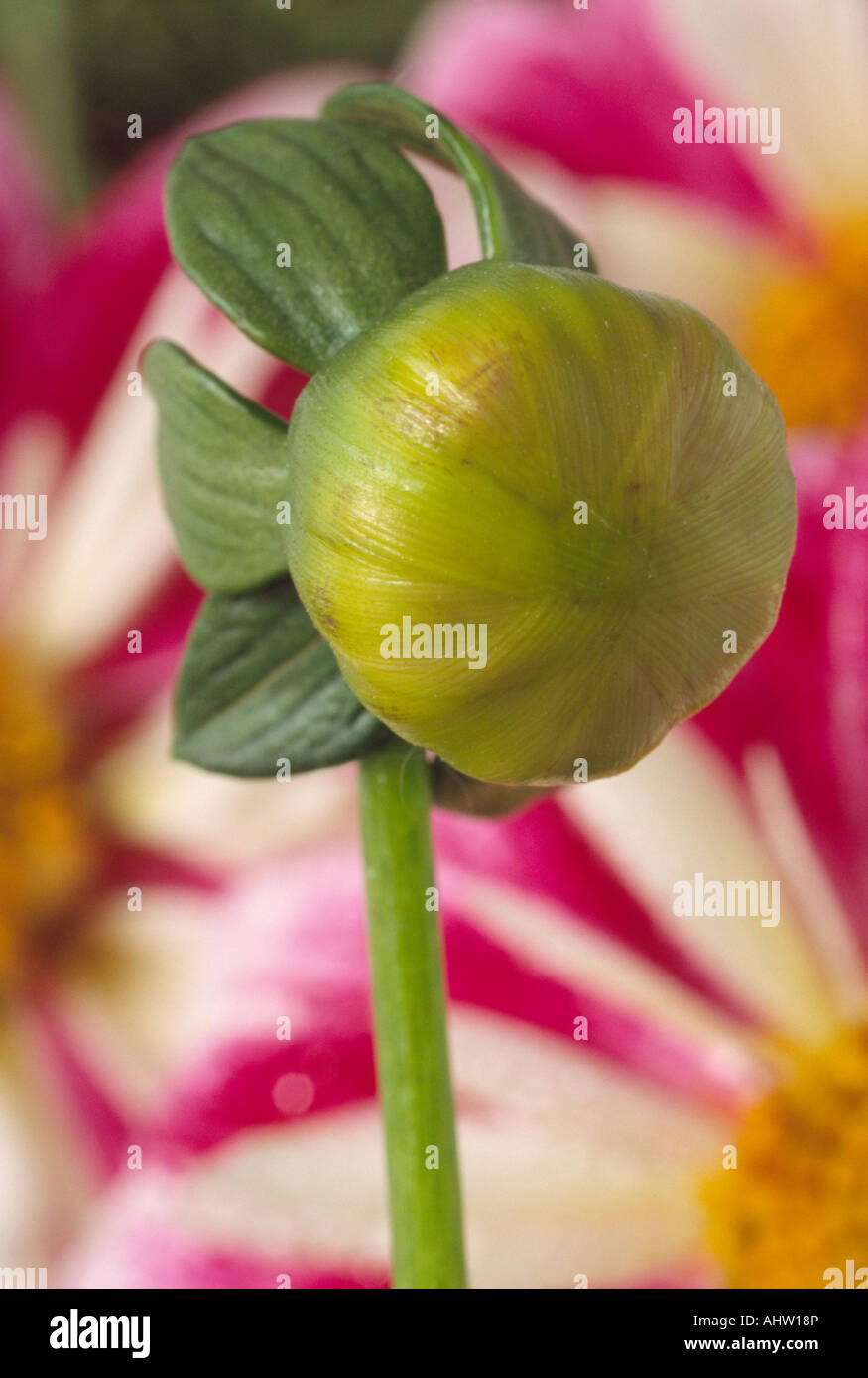 Dahlia 'Kate Mountjoy' Close up of flower bud on collerette dahlia. Stock Photo