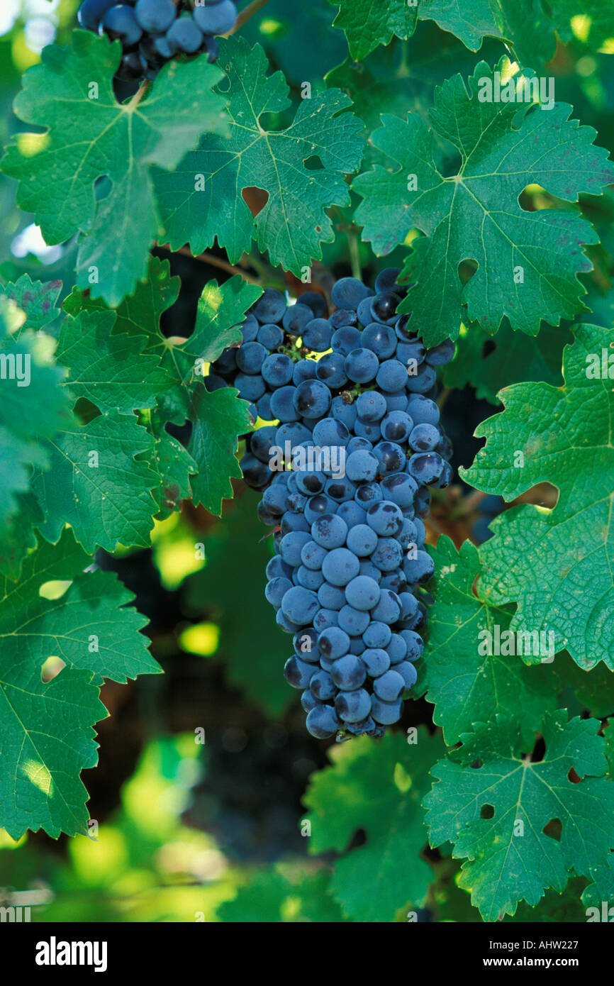 California, Napa County, Cabernet grapes Stock Photo