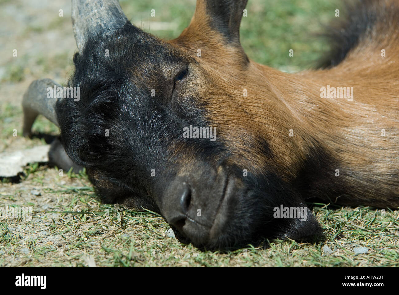 Sleeping goat in French Pyrenees Stock Photo