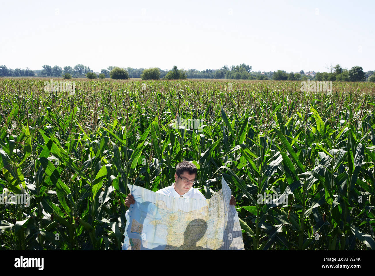 Кукурузные поля карта. Поле кукурузово. Плантации кукурузы. Кукурузные поля таганрог. Стебель кукурузы.