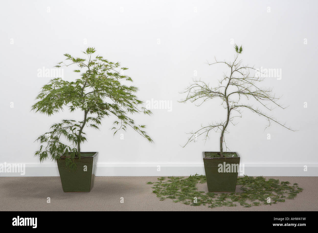 Two Potted plants with one dead Stock Photo Alamy