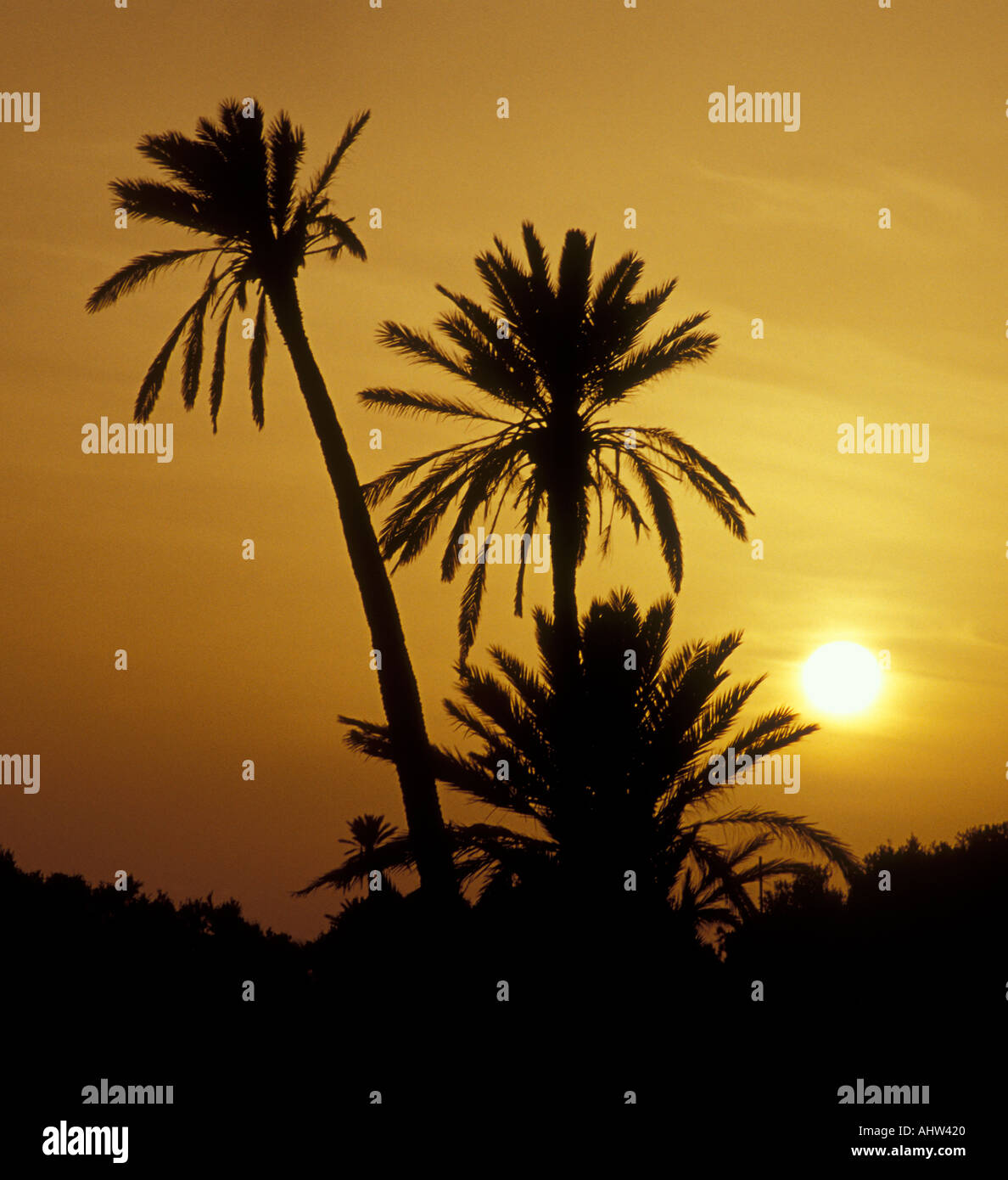 Palm Trees at Sunset, Jerba (Djerba) Stock Photo