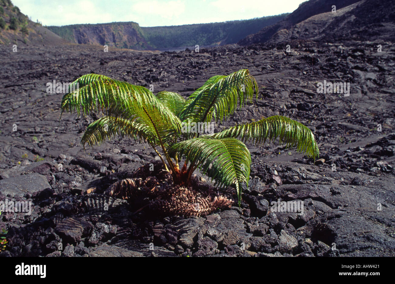 Ama u Fern Kialuea Iki HVNP Island of Hawaii Stock Photo - Alamy