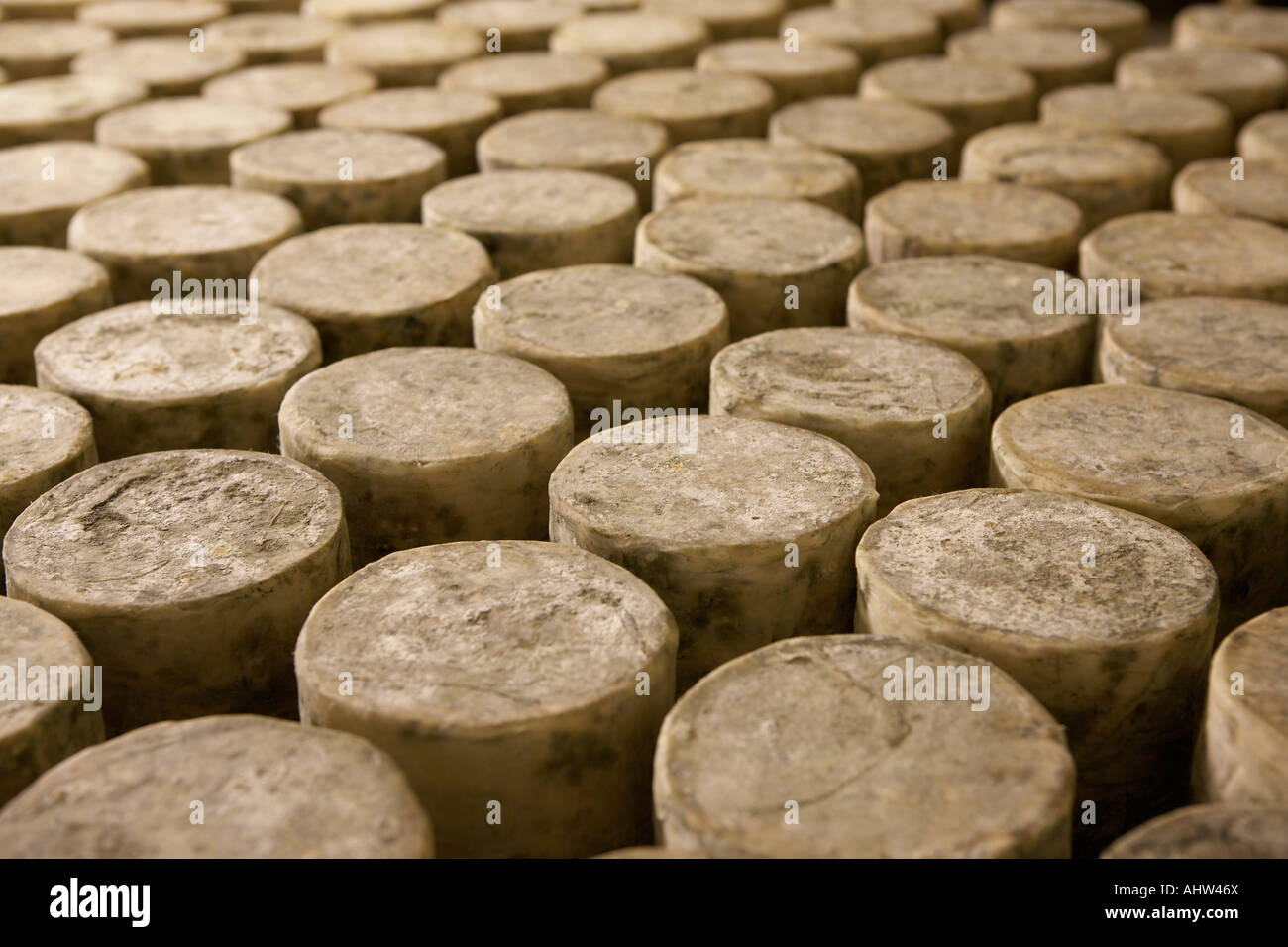 Many cylinders of cheese . Stock Photo