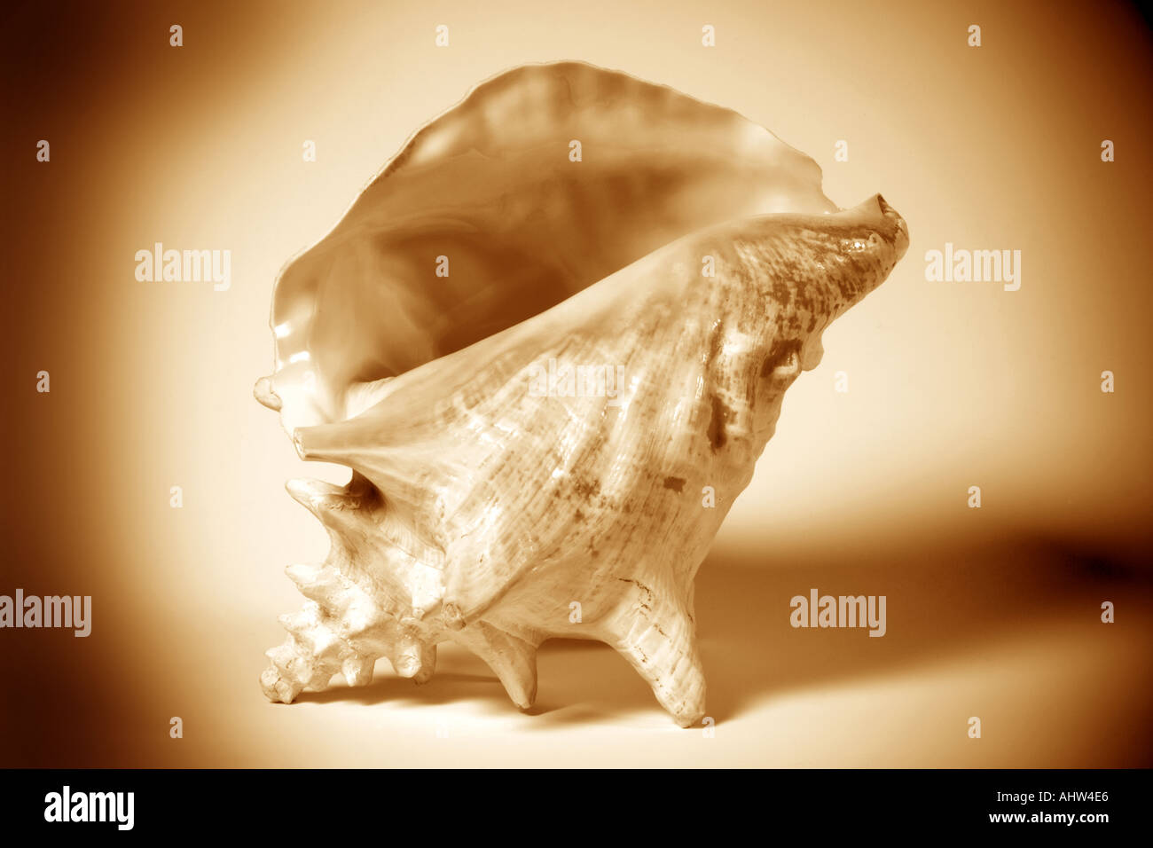 Conch Shell Stock Photo