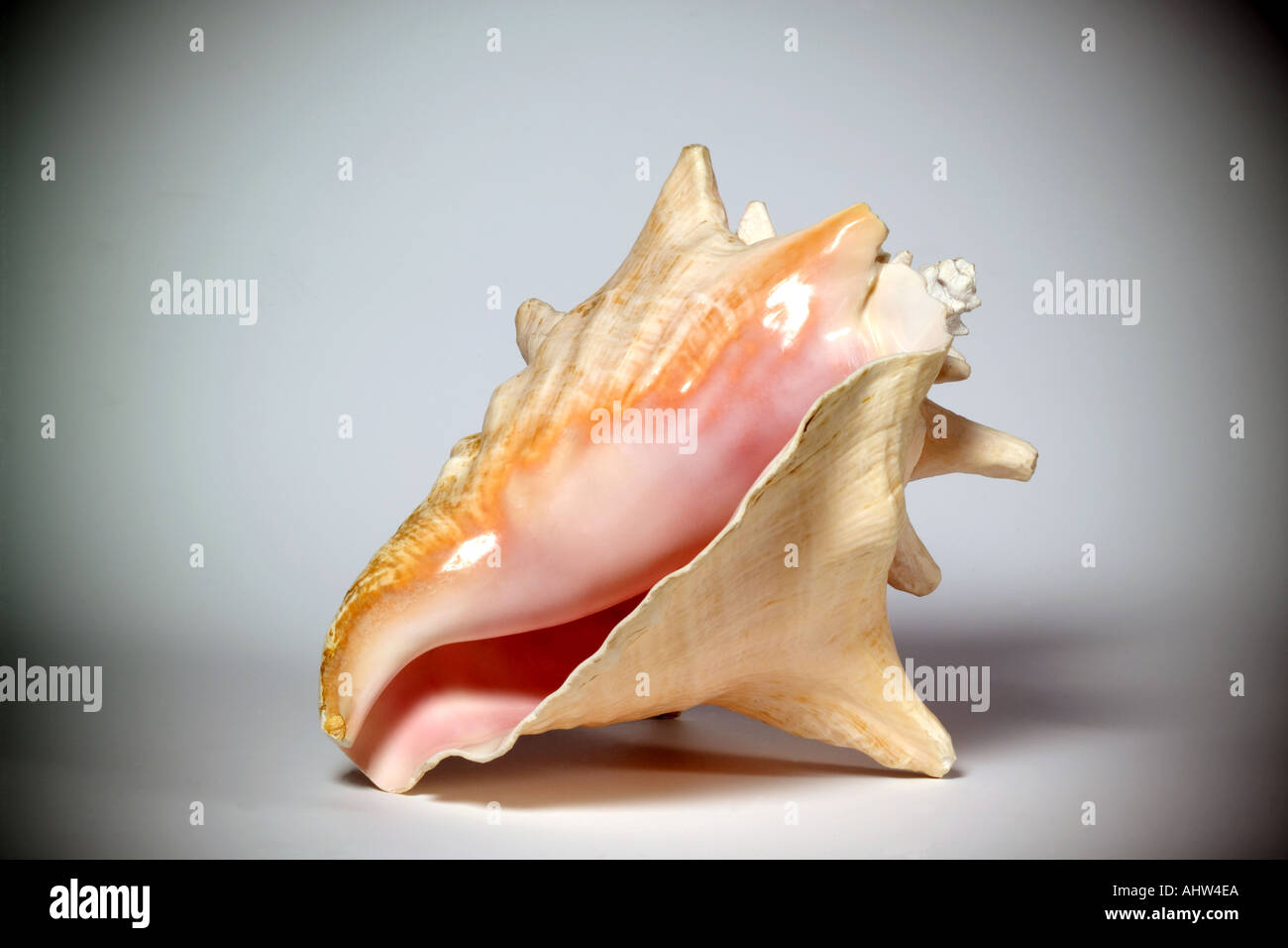 Conch Shell Stock Photo