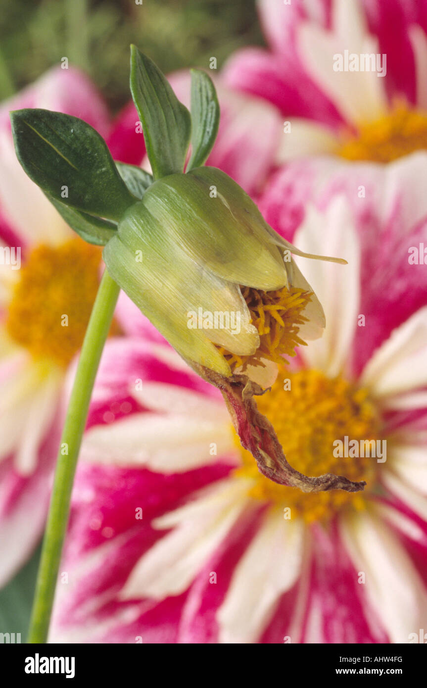 Dahlia 'Kate Mountjoy' Close up of dead flower on collerette dahlia. Stock Photo