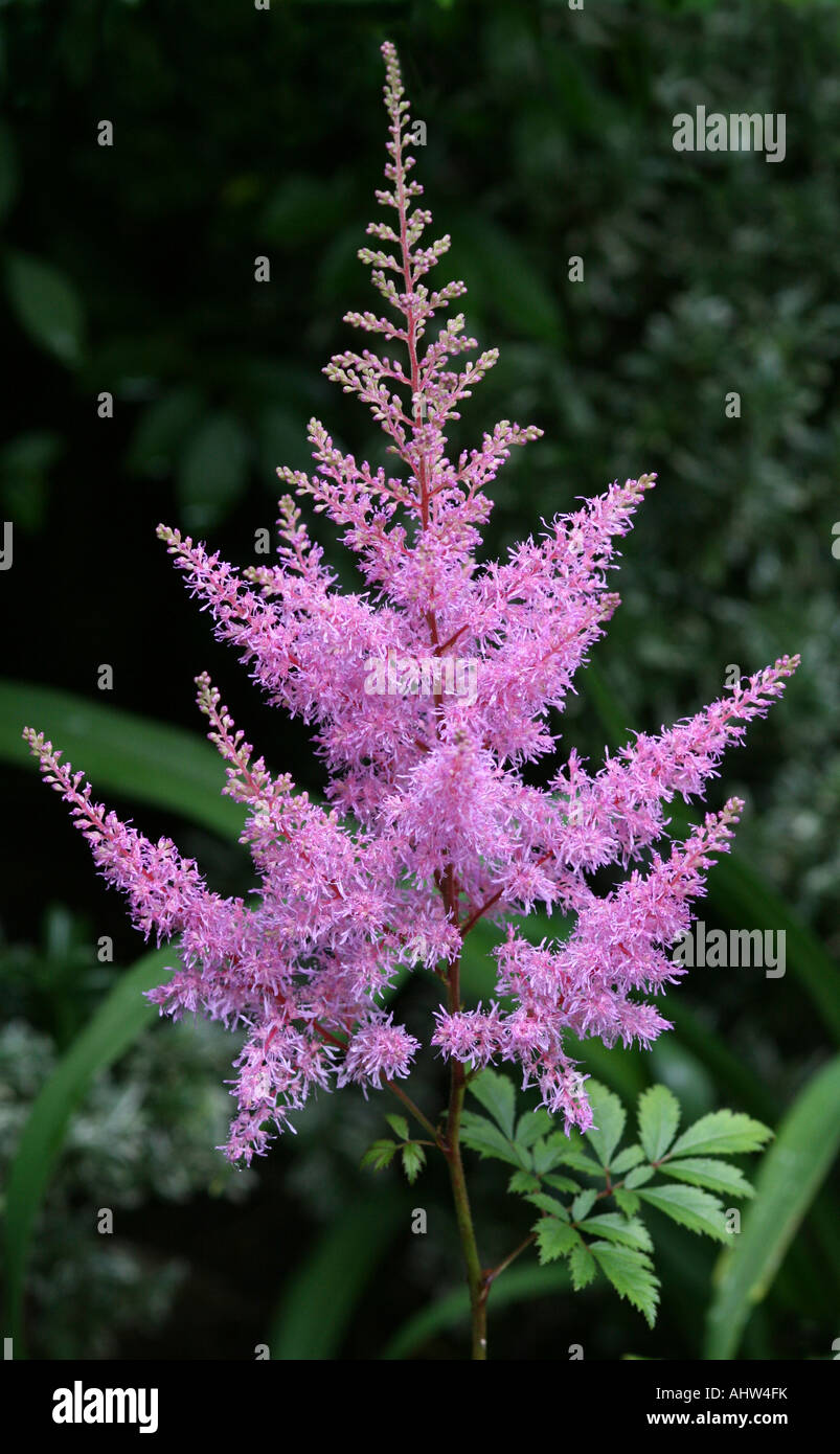 Close up of a pink astilbe flower stem erica arendsii, flowering in an English garden. Stock Photo