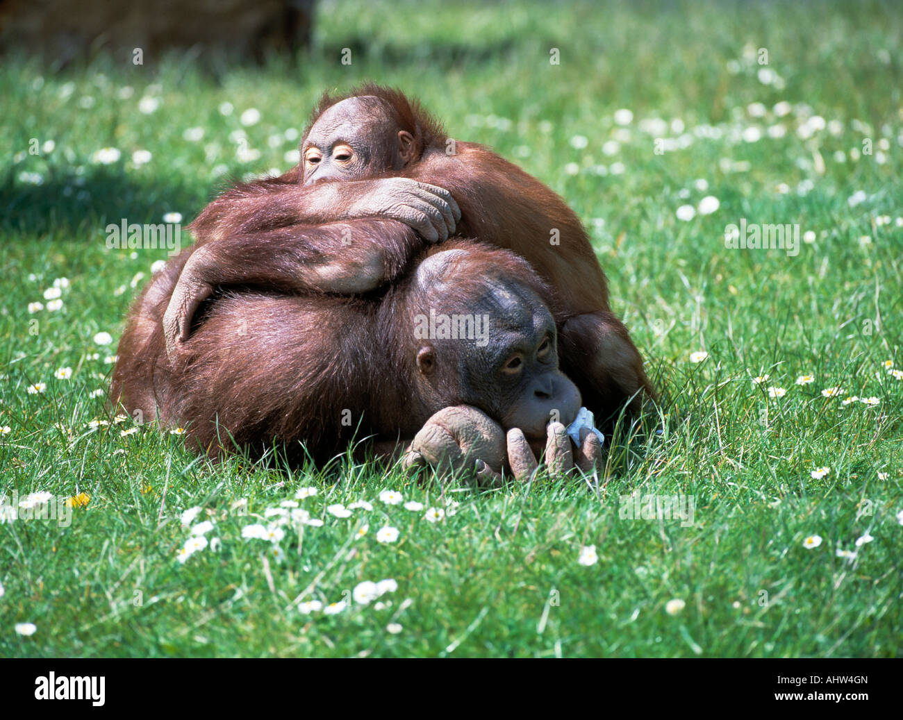 two chimpanzees, Stock Photo