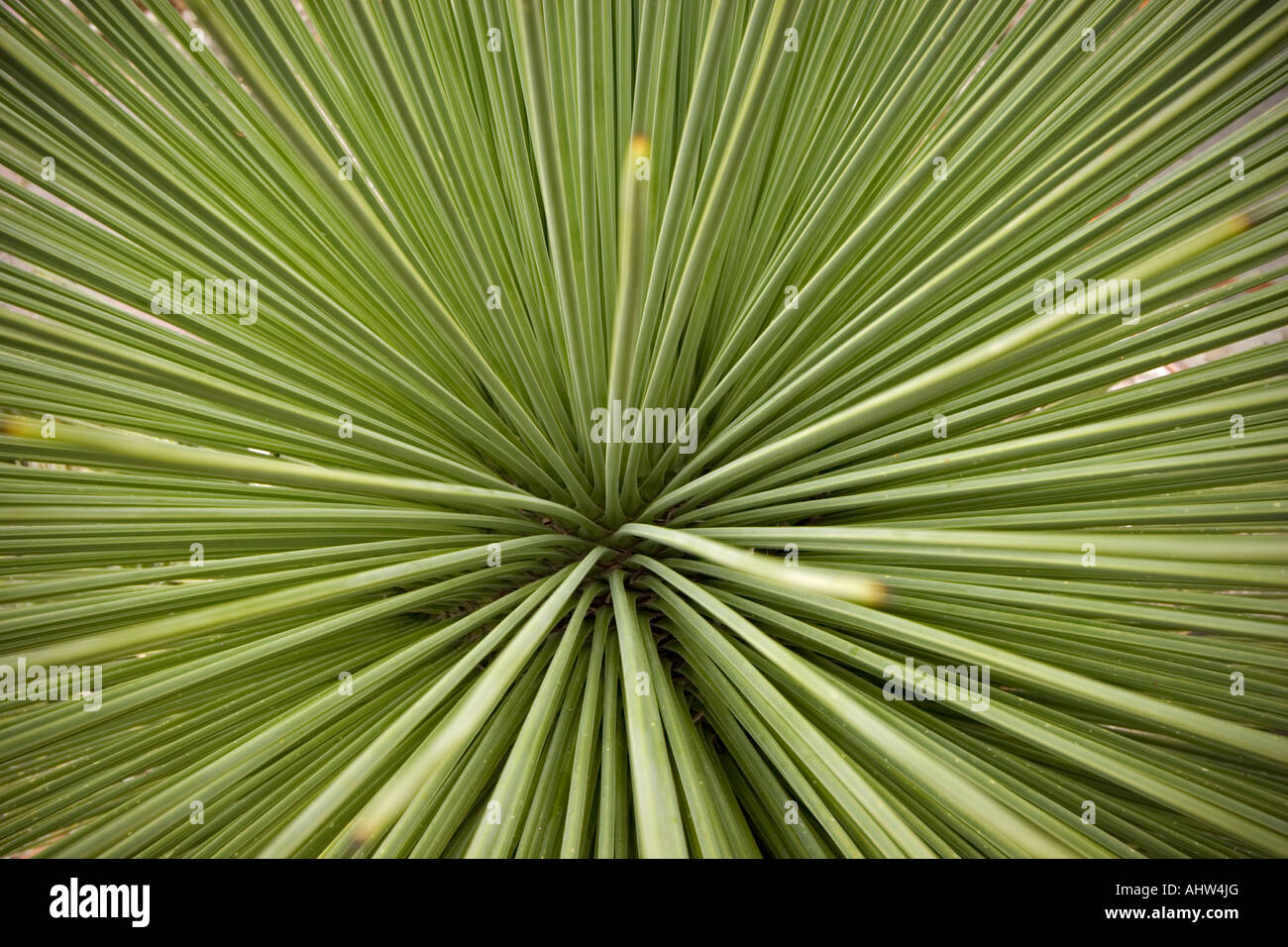 High angle shot of a Beaked Yucca core (Mexico). Vue en plongée du coeur d'un Yucca rostrata (Mexique). Stock Photo