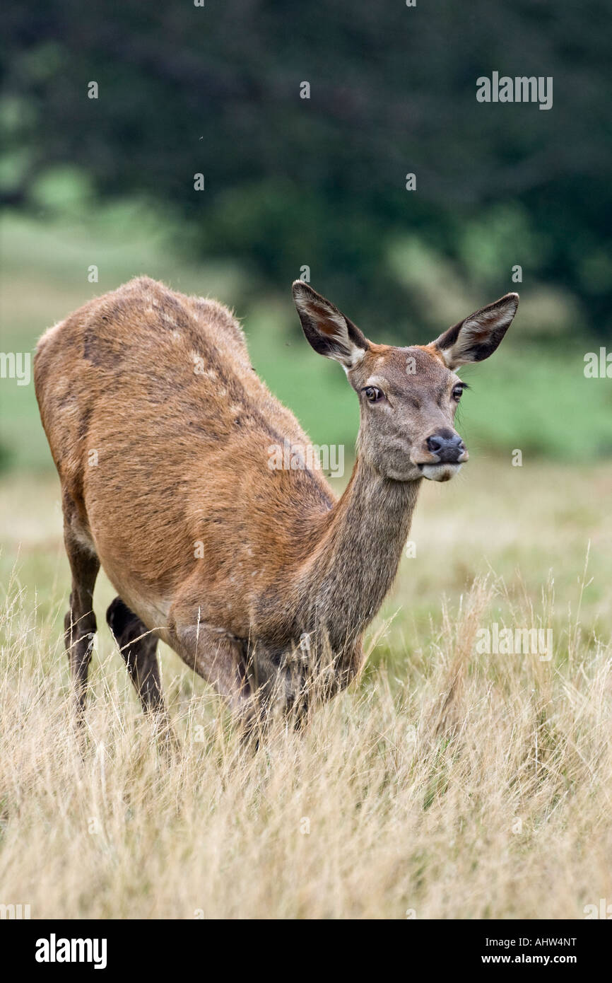Red deer Cervus elaphus hind kneeling on front legs feeding Richmond