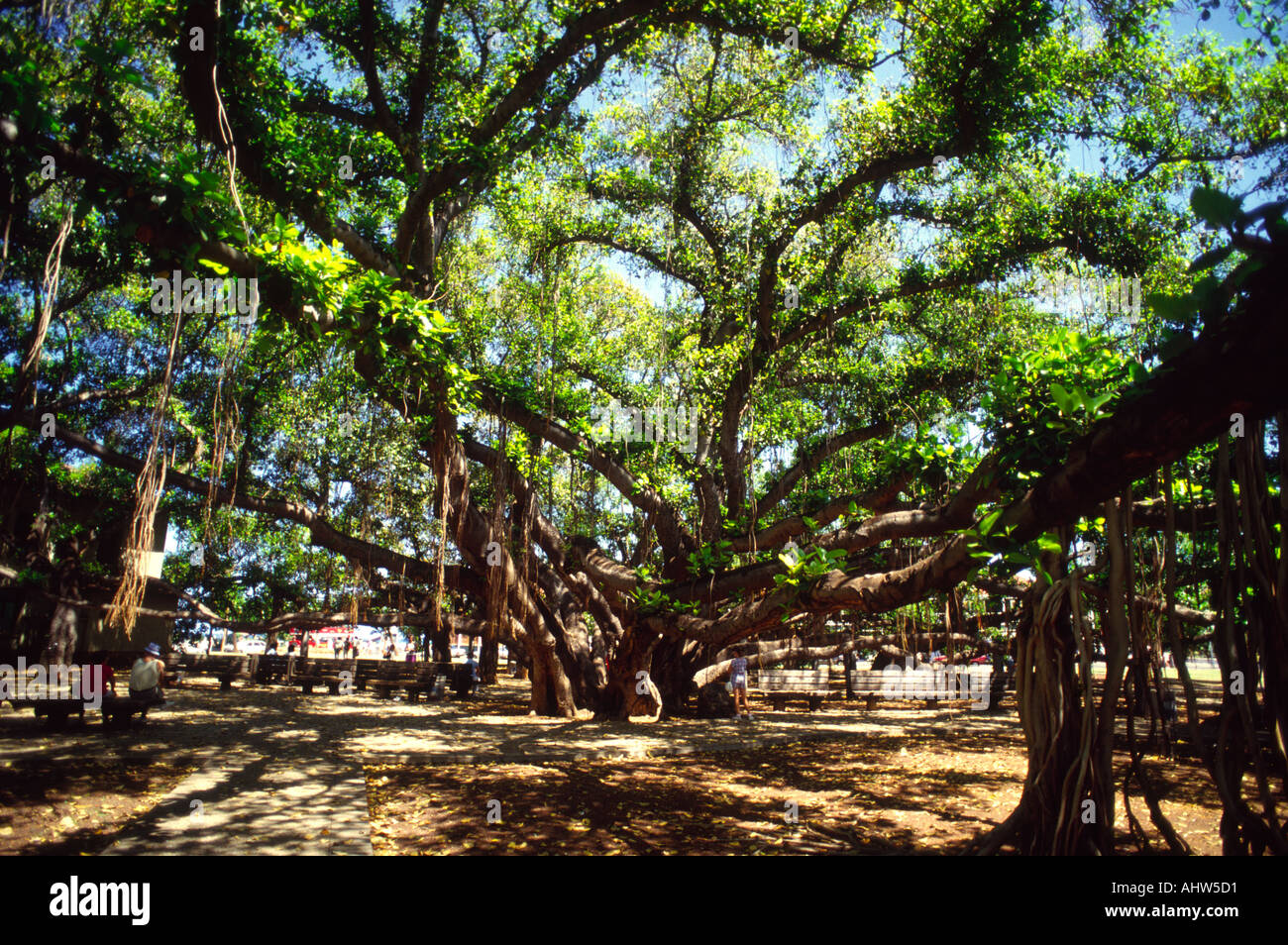 Banyan Tree Lahaina Maui Hawaii Stock Photo