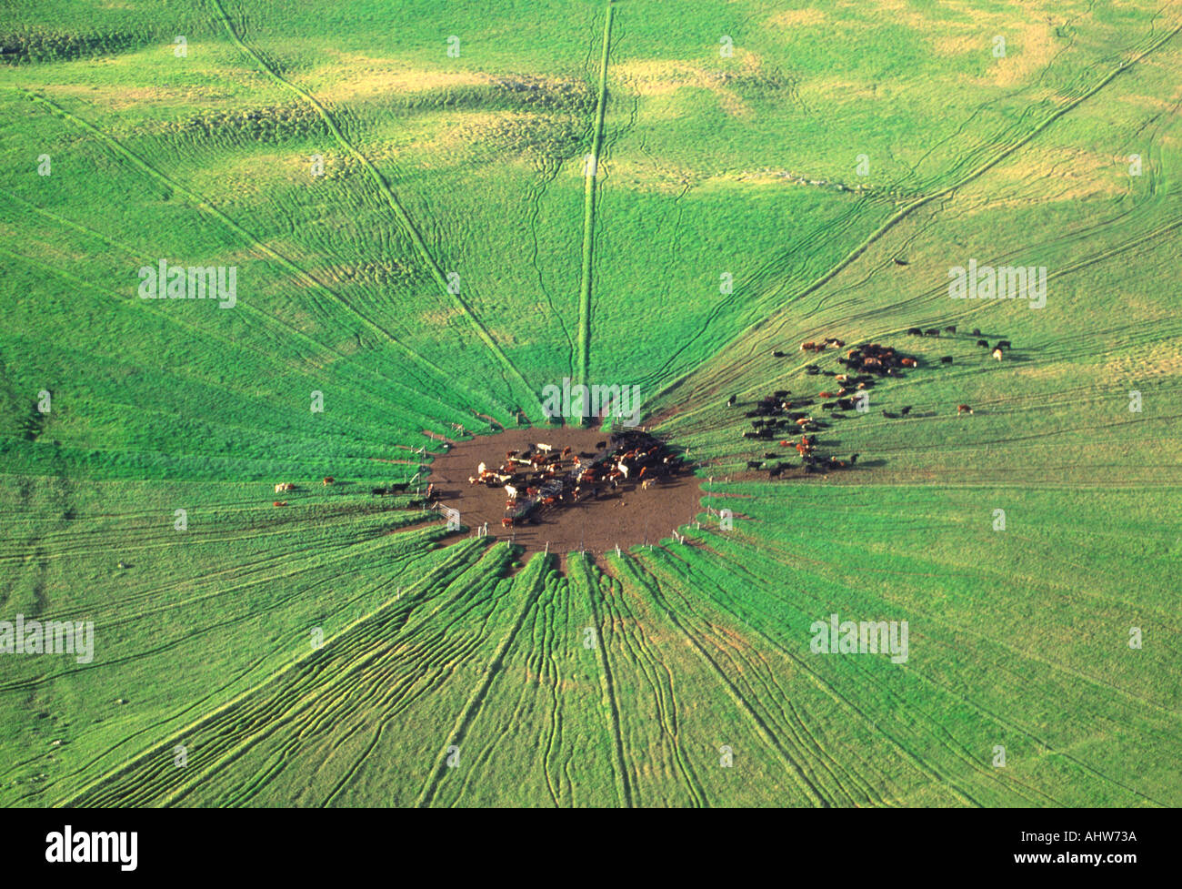 Cattle ranch Kohala Island of Hawaii Stock Photo Alamy
