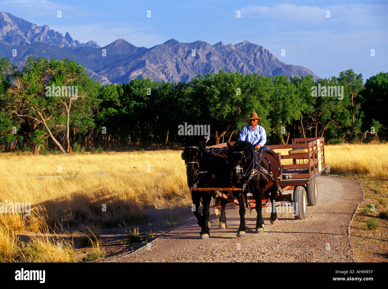 1, one, man, wagon driver, horsedrawn wagon ride, Hyatt Regency Tamaya