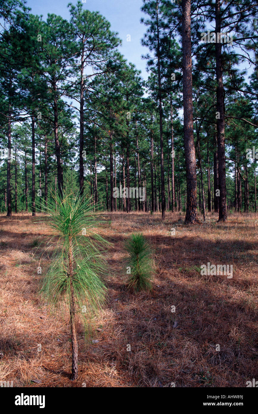longleaf pine forest, Kisatchie National Forest, Louisiana USA Stock
