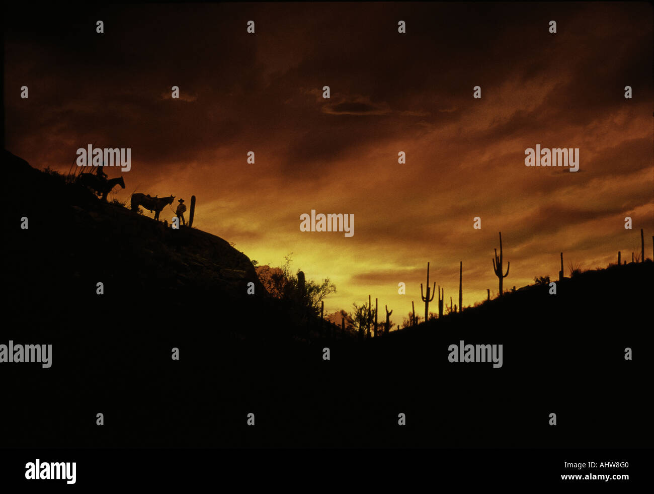 Sunset in sonoran desert hi-res stock photography and images - Alamy