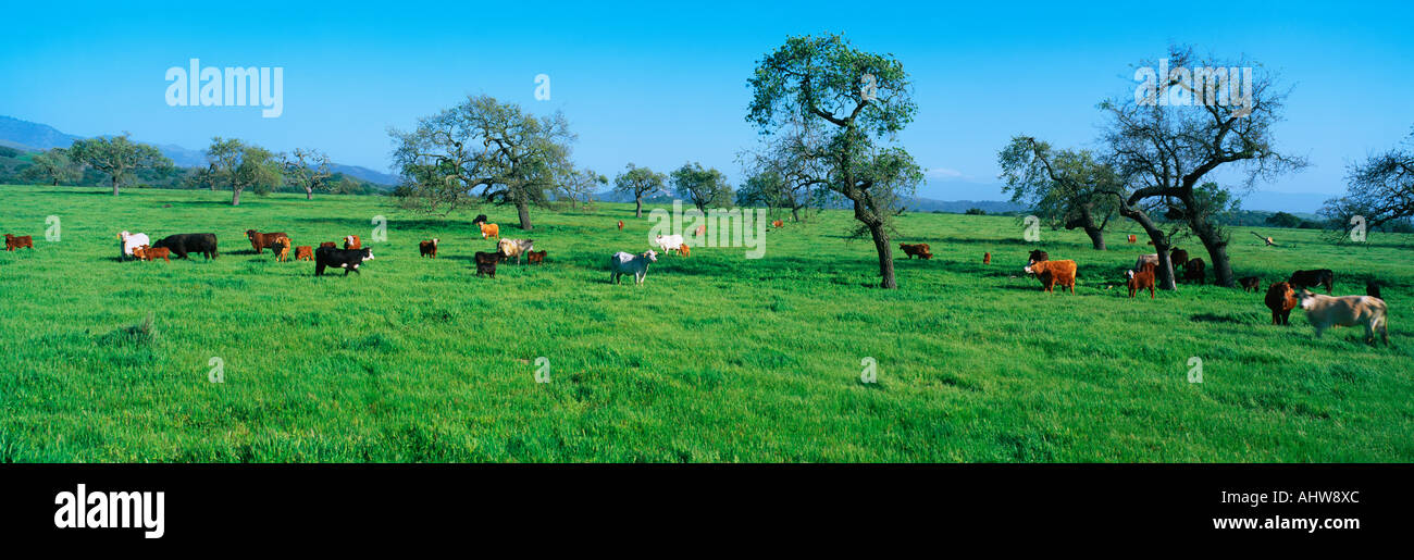 Spring Cattle Photography These are cattle grazing in a spring field Stock Photo - Alamy