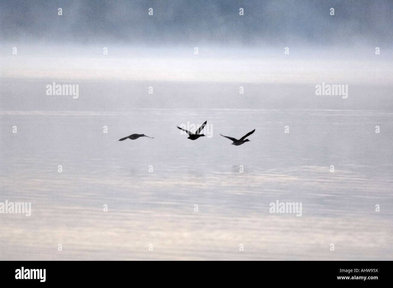 Three ducks during the flight over the lake into the fog at sunrise Stock Photo