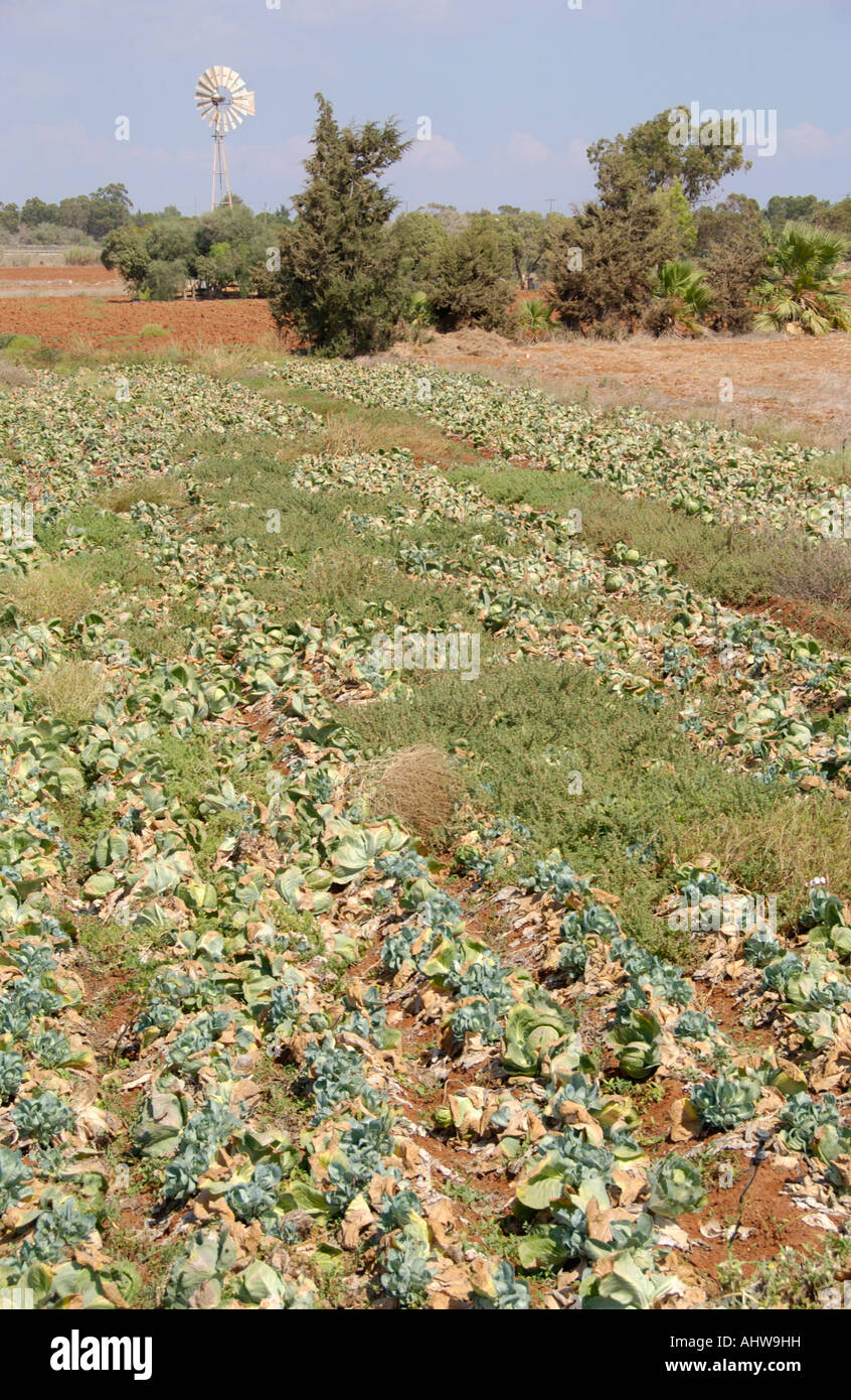 Cyprus Crops Cabbage crop growing on farmland near Ayia Napa on the Mediterranean ...
