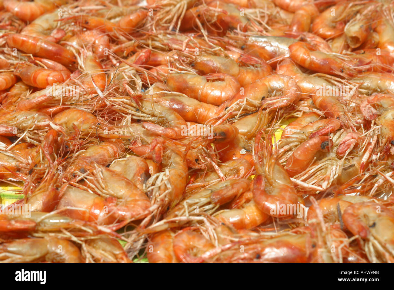 Prawn shrimp a marine crustacean that resembles a large shrimp Leander
