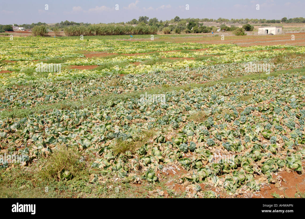 Cyprus Crops Cabbage crop growing on farmland near Ayia Napa on the Mediterranean ...