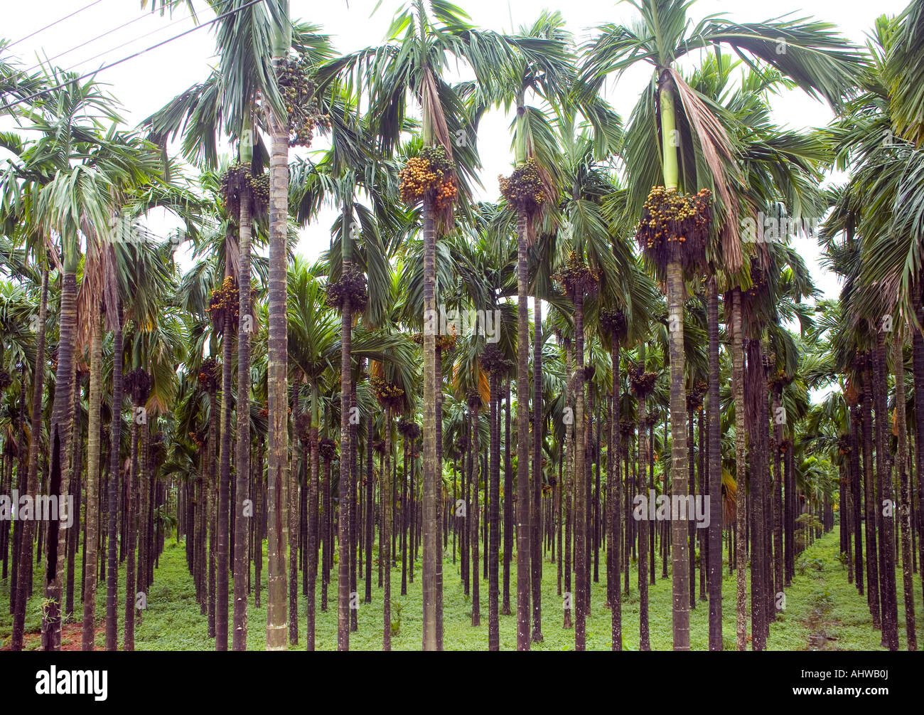 Moist verdant grove of Betel nut (Areca catechu) tropical palms in