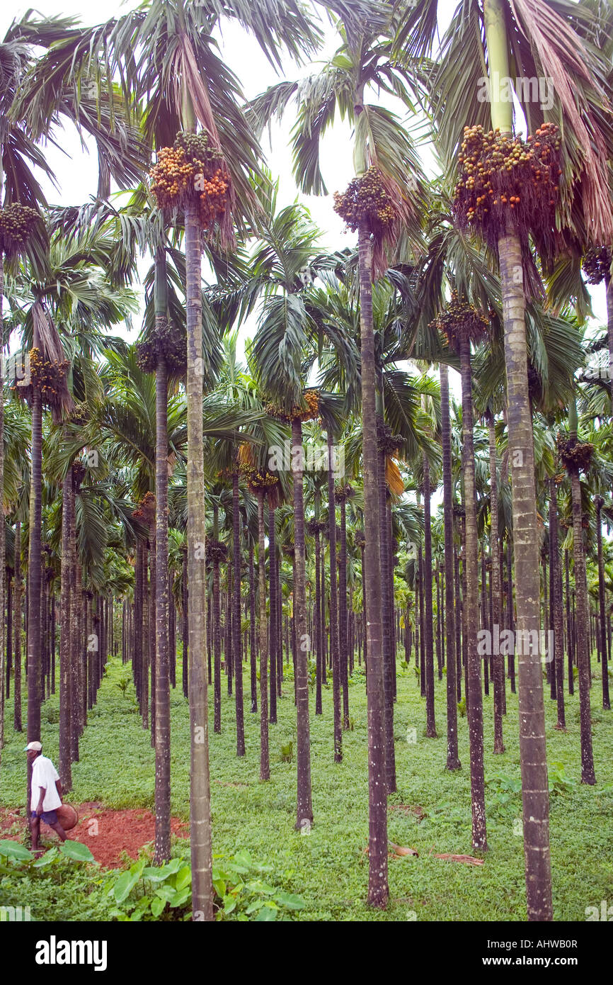Moist verdant grove of Betel nut (Areca catechu) tropical palms in