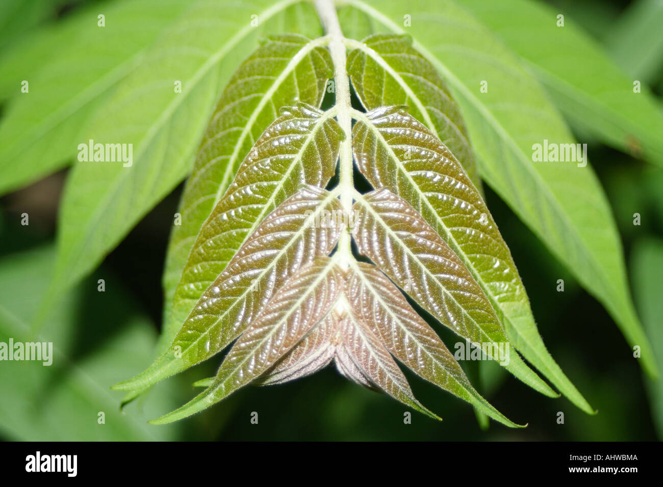 Leafs like moustache Stock Photo
