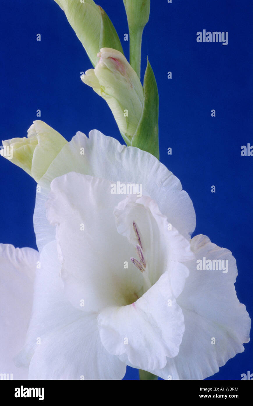 Gladiolus 'White Prosperity' Large gladiolus. Close up of white flower on blue background. Stock Photo