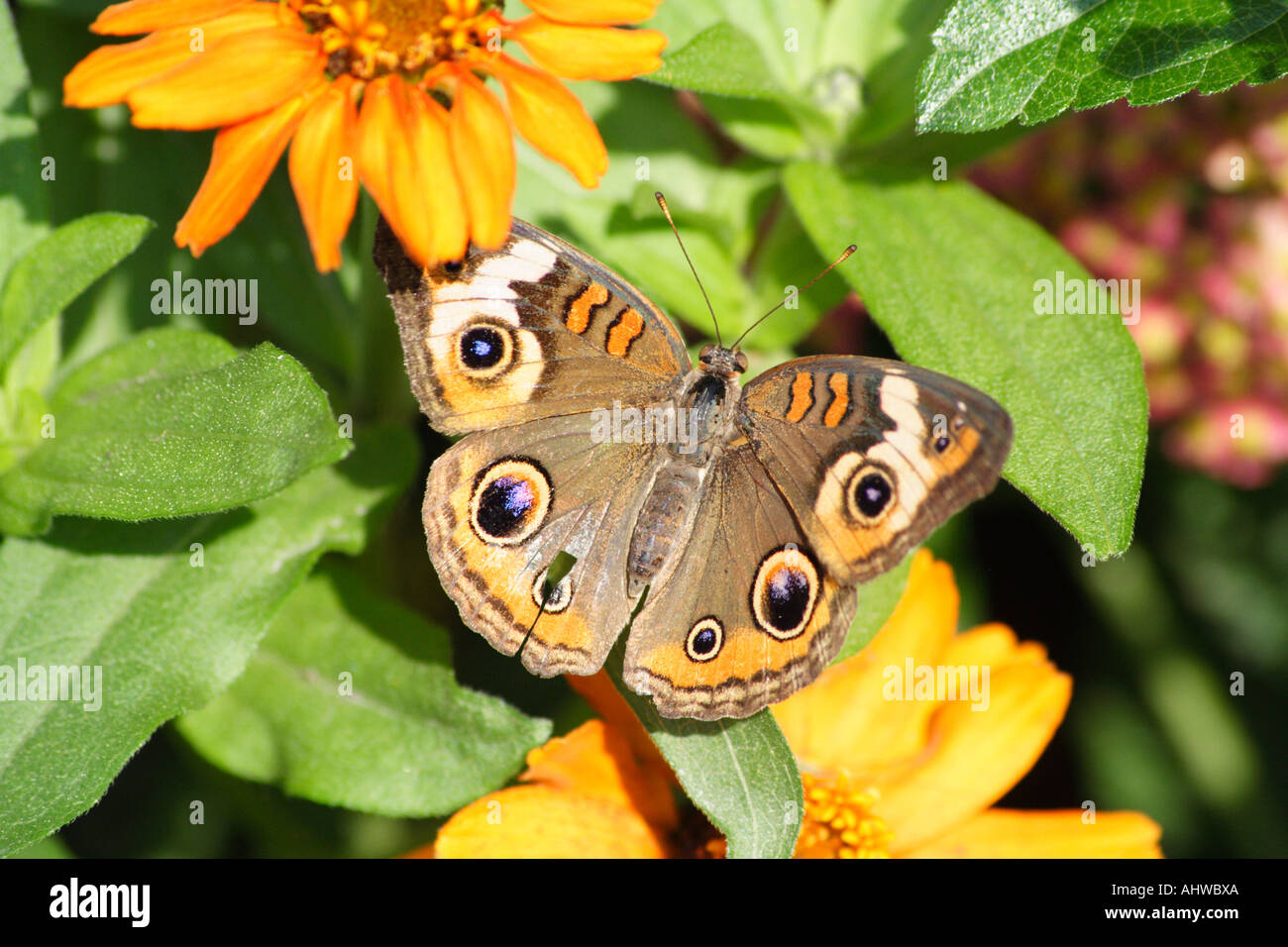 The Meadow Argus Butterfly (Junonia villida) Stock Photo