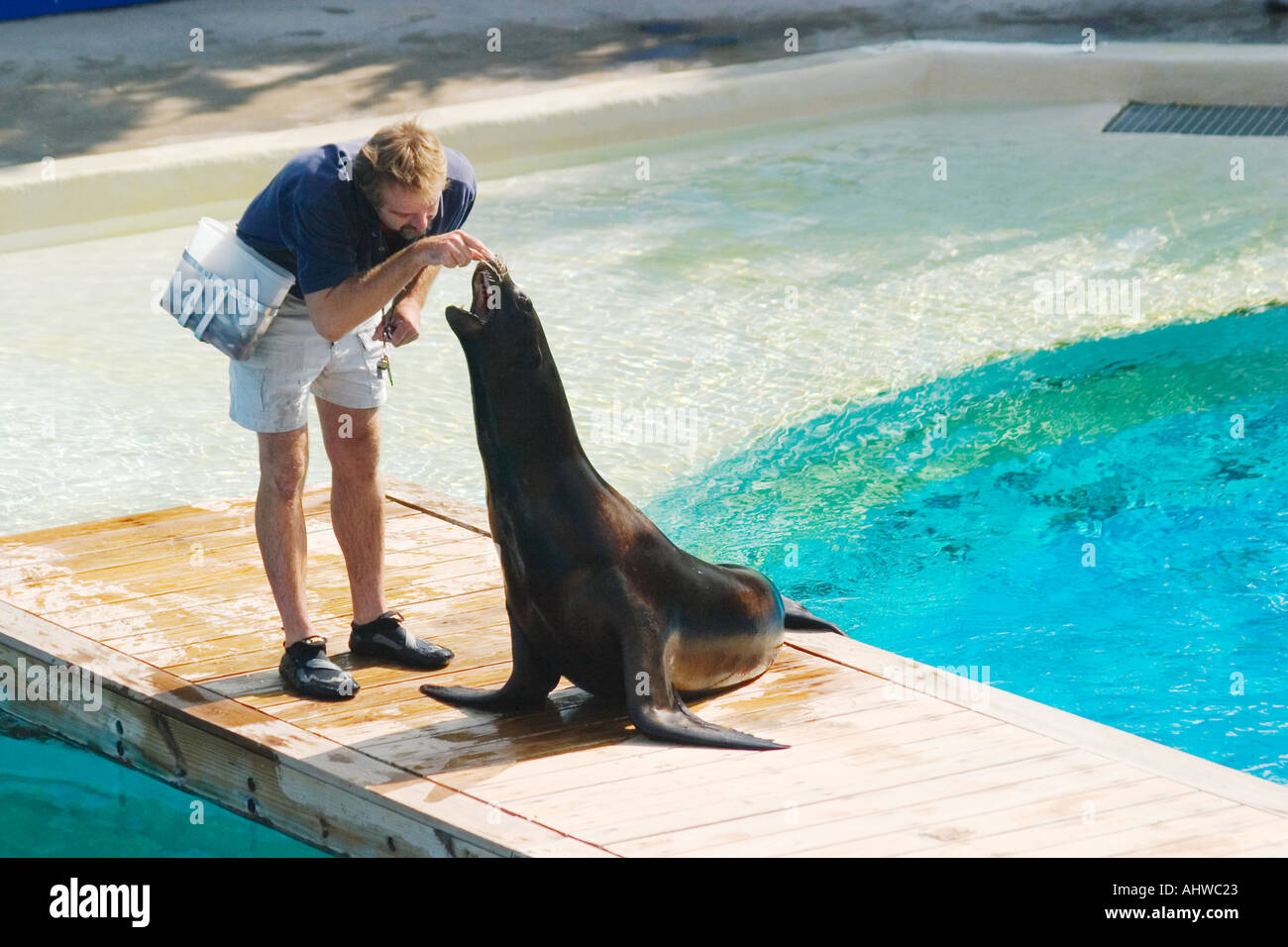 sea lion show at New York Aquarium Coney Island Trainer inspects animal s teeth Stock Photo