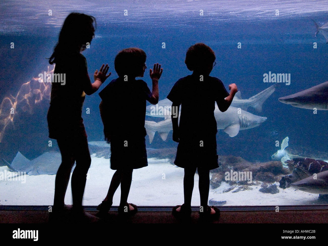 silhouettes of children at the New York Aquarium Stock Photo