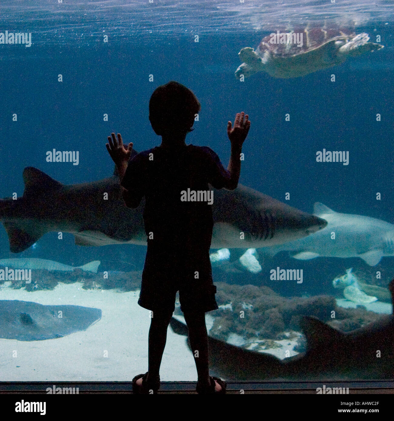silhouette of young boy at New York Aquarium Stock Photo