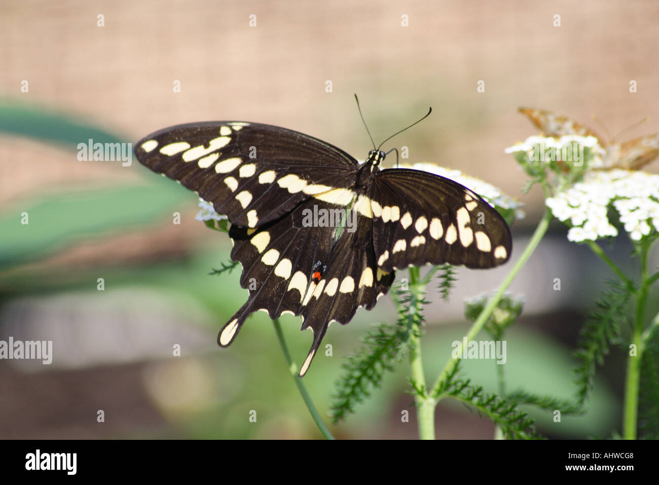 Papilio butterfly Stock Photo