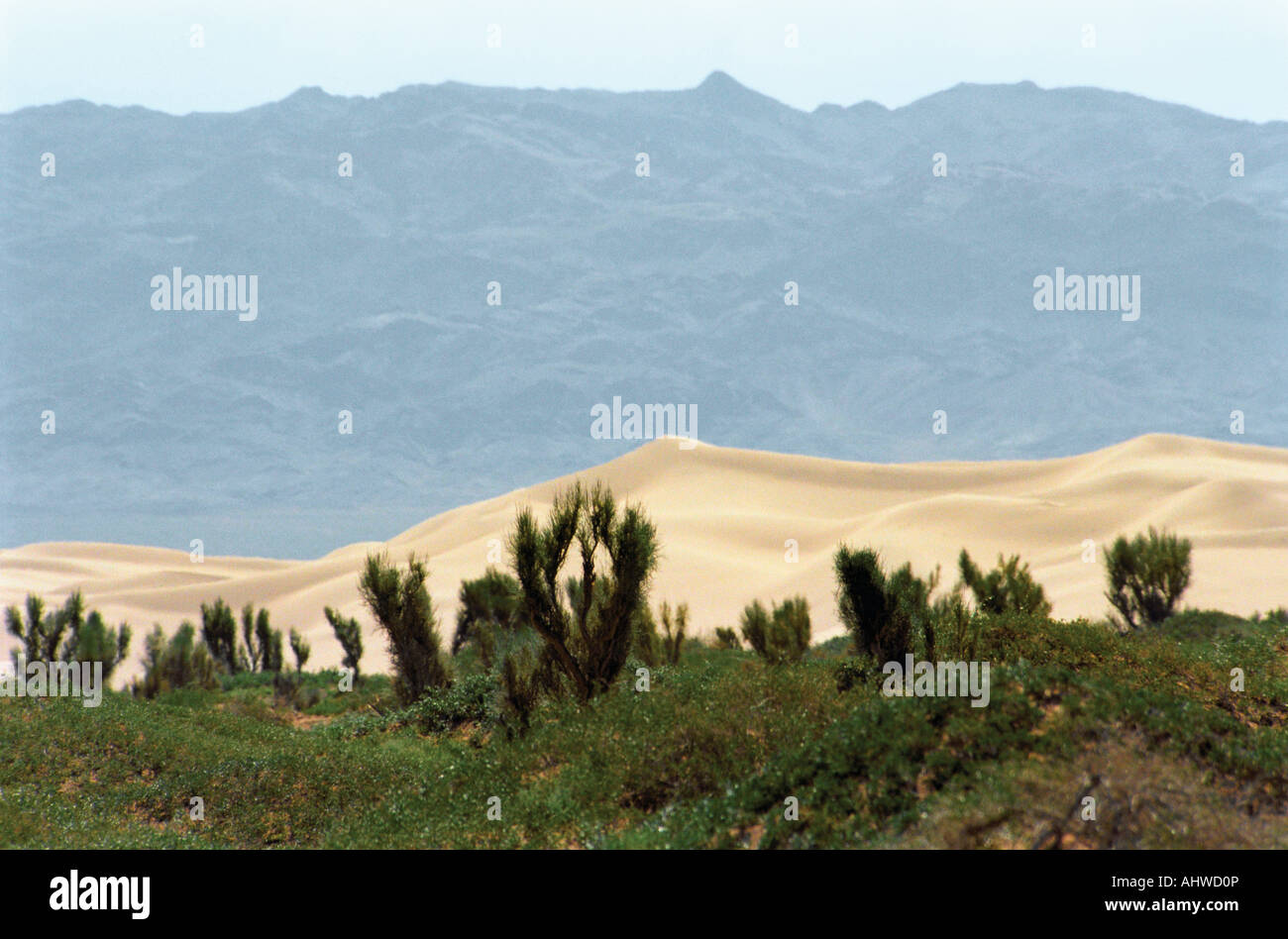 Saxaul (Haloxilon ammodendron).  Khongoryn Els sand dune. Nomgom Uul Range. South Gobi desert. Mongolia Stock Photo
