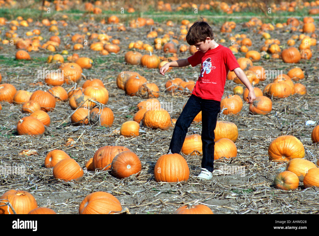 Kicking Pumkin Kicking Pumkin