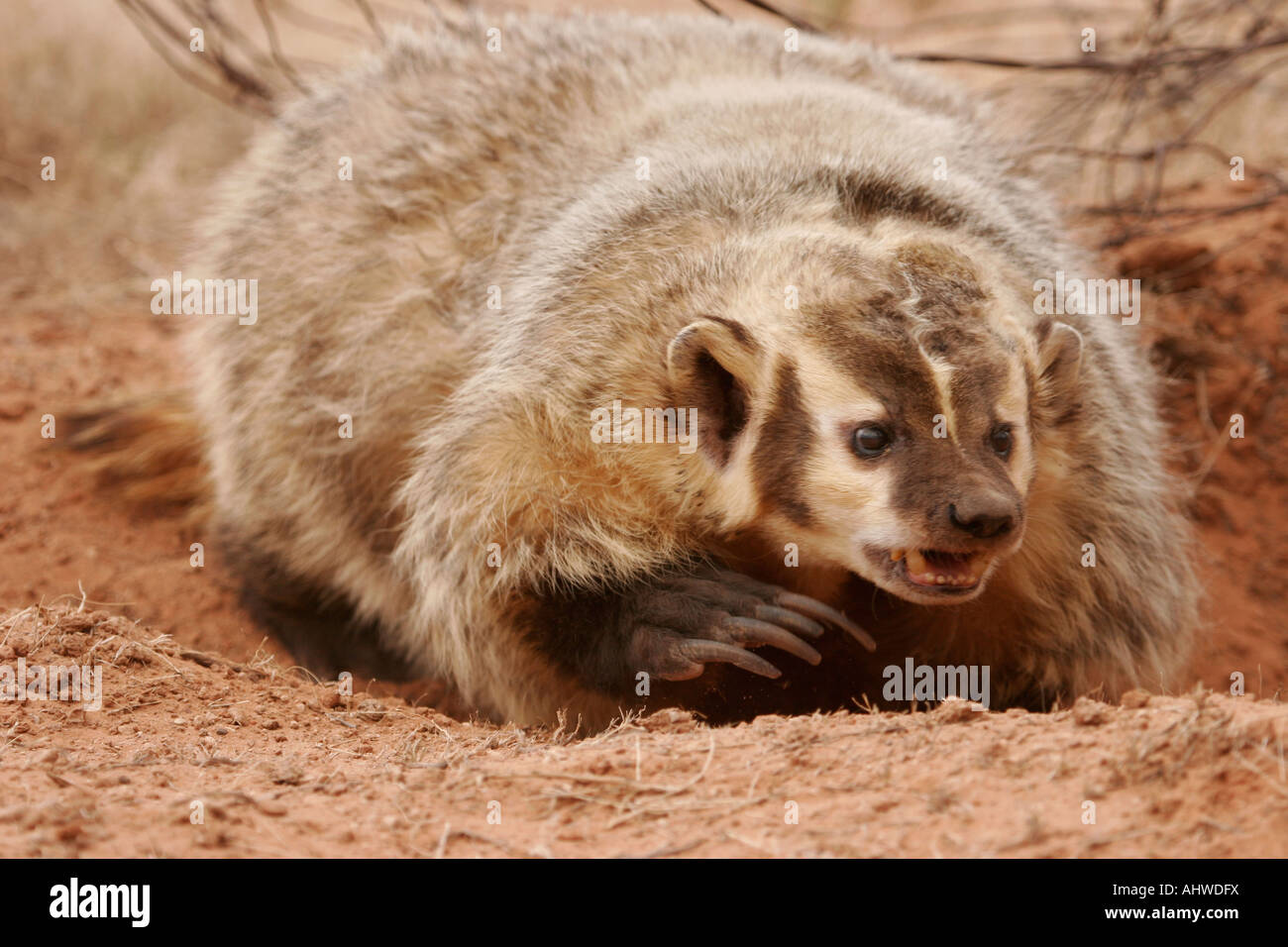 badger digging hole western USATaxidea taxus Stock Photo
