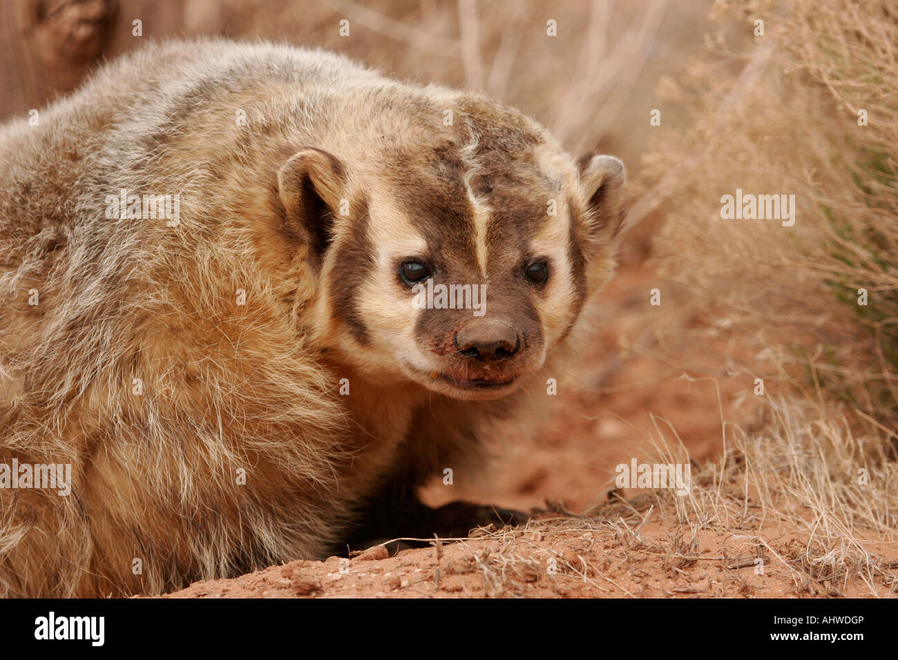 badger digging hole western USA Taxidea taxus Stock Photo