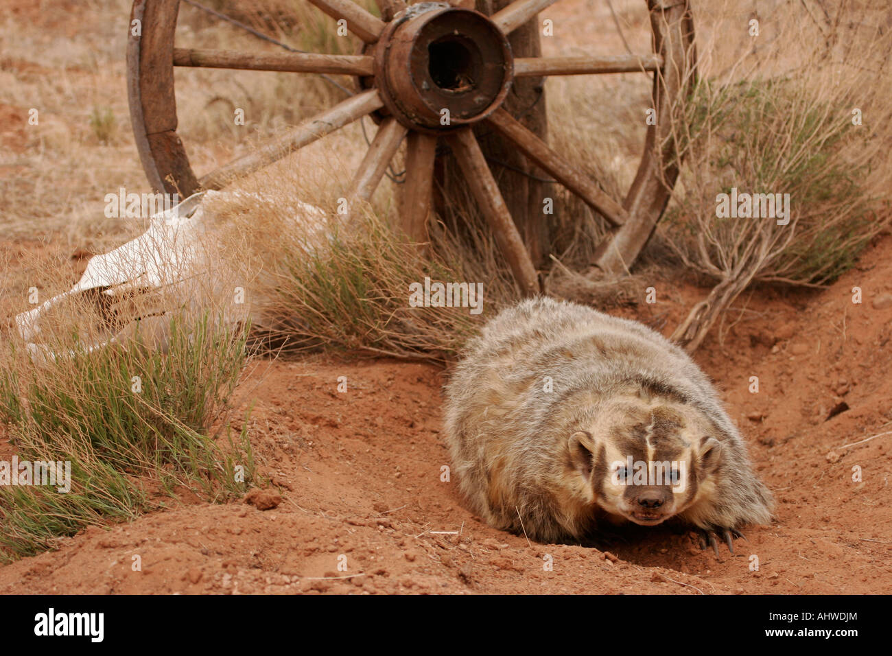 badger with wagon wheel digging hole western USA Taxidea taxus Stock Photo