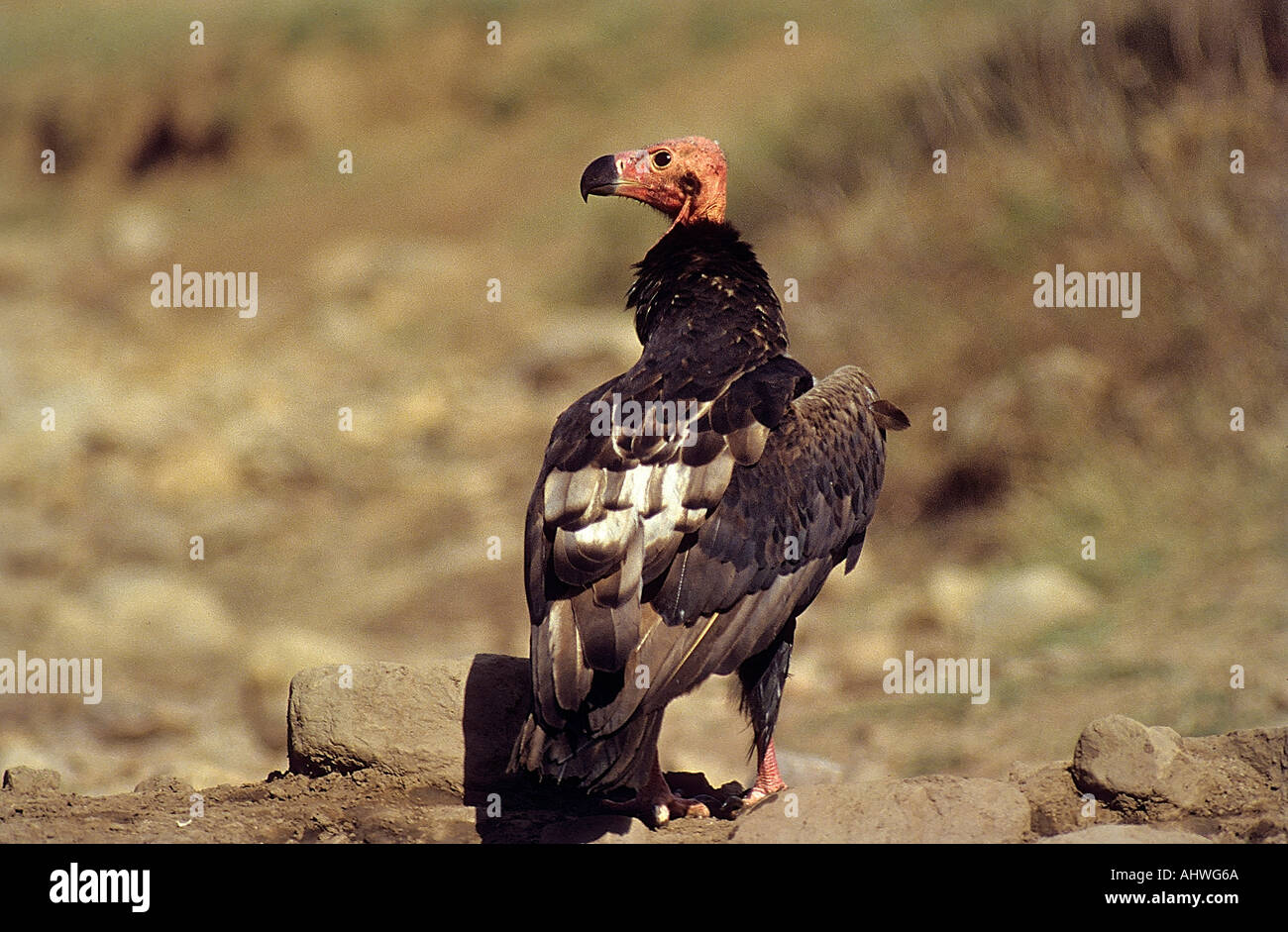 Red headed Vulture, Asian king vulture, Indian black vulture,  Pondicherry vulture, Old World vulture, Sarcogyps calvus, Sariska National Park, India Stock Photo